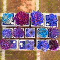 Egrow 200pcs Echeverione Succulent Seeds Mixed Color Garden Potted Flower Seed Home Deco Bonsai