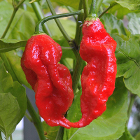 200Pcs Indian Ghost Pepper Seeds Chili Seeds Vegetable Rare Red Carolina Pepper Seeds