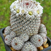 Egrow 200Pcs/Pack Organ pipe Cactus Seeds Meaty Plant Seeds Mini Succulent Bonsai Plants Seeds