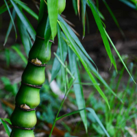 Egrow 20Pcs/Pack Buddha Bamboo Seeds Indoors Fresh Moso Bamboo Bonsai Home Garden DIY Plants