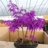 Egrow 30pcs Purple Maple Seeds Rare Color Beautiful Purple Ghost Bonsai Plants Trees