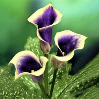 Egrow 50 PCS Garden Calla Lily Seeds Tropics Blooming Plants Outdoor Indoor Potted Calla Lily Flower