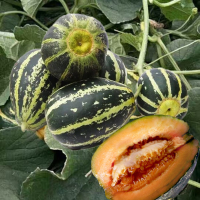 Egrow 50Pcs/Pack Green Muskmelon Seeds Stripe Edible Fruit Seeds Garden Spring Planting