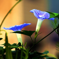 50Pcs Picotee Blue Morning Glory Seeds Rare Petunia Seeds Bonsai Flower Seeds