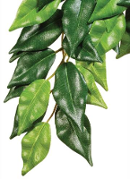 Exo Terra Rainforest Plant Ficus #95;_Large