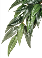 Exo Terra Ruscus #95;_Large