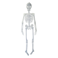 Funny Fashion Glow in the dark hangend skelet   150 cm   Halloween decoratie