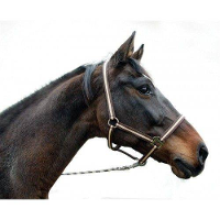 Halster Hippo Bruin Beige #95;_Hippo Bruin Beige Cob