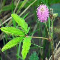 Herb Sensitive Pink Moving Hostilis Mimosa Pudica Seeds Plant