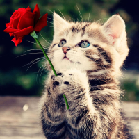 Honana Wx 678 30x30cm 5d Diy Cross Stitch Rose Cat Diamond Printing Embroidery Home Decor