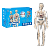 Human Anatomy – Leren & Ontdekken – Menselijk Lichaam Model Kit Transparant volledig skeletmodel | Educatief Speelgoed