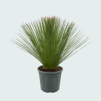 Dasylirion Longissimum   110 cm