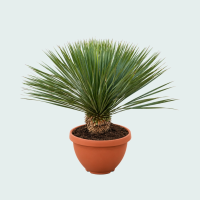 Yucca Rostrata in schaal   100 cm