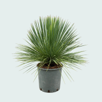 Yucca Linearifolia   70 cm