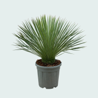 Yucca Linearifolia   90 cm
