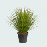 Dasylirion Longissimum XL   140 cm