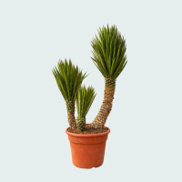 Yucca Filifera Australis dubbele stam   170 cm