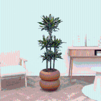 Dracaena Golden coast carrousel   150 cm
