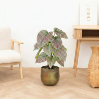 Kunst Caladium green / pink   57cm