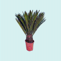 Cycas Revoluta   80cm