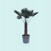Trachycarpus Wagnerianus   150cm