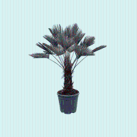 Trachycarpus Wagnerianus   130cm