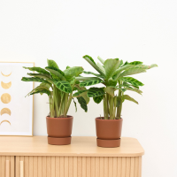2 X Calathea Zebrina   35 cm