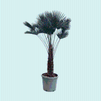 Trachycarpus Wagnerianus   180cm