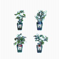 Combi deal   Vruchtenparadijs (4x bio fruitplanten mix)   25cm