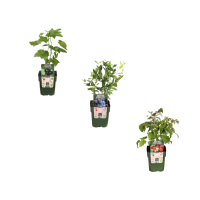 Combi deal   Vruchtenfeestje (3x bio fruitplanten mix)   25cm