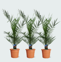 Combideal   3x Phoenix Canariensis   80cm
