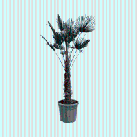 Trachycarpus Wagnerianus   200cm