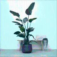 Strelitzia Nicolai   170cm