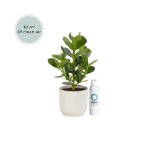 Ogreen Champ inclusief pot Glacier