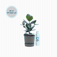 Ogreen Champ inclusief pot Forest