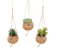 Mix Kokodama Succulent   15cm
