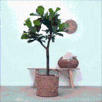 Ficus Lyrata boom XL   170cm