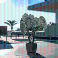 Colocasia Pharaoh's Mask   80cm