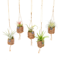 Mix Kokodama Tillandsia   5 cm