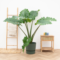 Alocasia Portodora   130cm