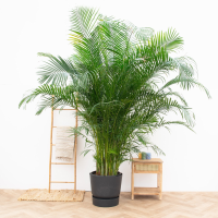 Dypsis Lutescens (Areca palm)   240cm