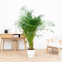 Dypsis Lutescens (Areca palm)   140cm