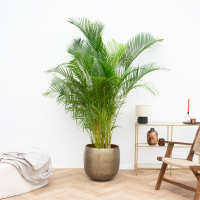 Dypsis Lutescens (Areca palm)   200cm