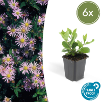 Aster Ageratoides 'Asran'   20cm