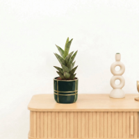 Bambino Sansevieria Starshooter   15 cm
