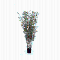 Kunst bamboe Oriental   160 cm