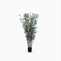 Kunst bamboe Oriental   70 cm