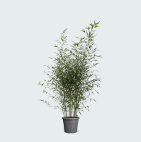 Fargesia bamboe   220cm