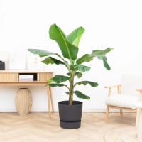 Bananenplant (Musa)   160cm