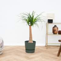 Beaucarnea   90cm